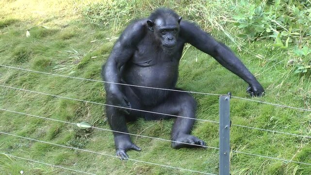 A chimpanzee sitting and thinking