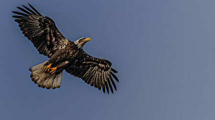 Fototapeta premium Majestic Eagle Soaring Against Blue Sky