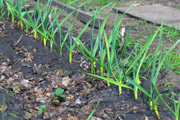 Fresh green garlic sprouts growing in a garden bed
