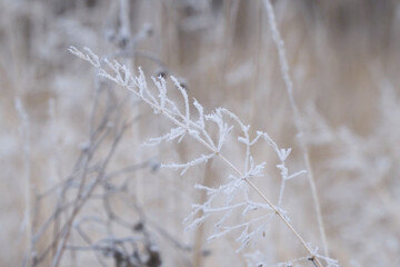 The winter background is dry frozen grass in the morning hoarfrost in cloudy weather
