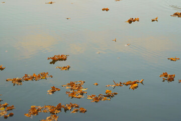Autumn dry oak leaves on the surface of the water