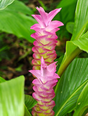 Pink ginger flowers blooming in the garden