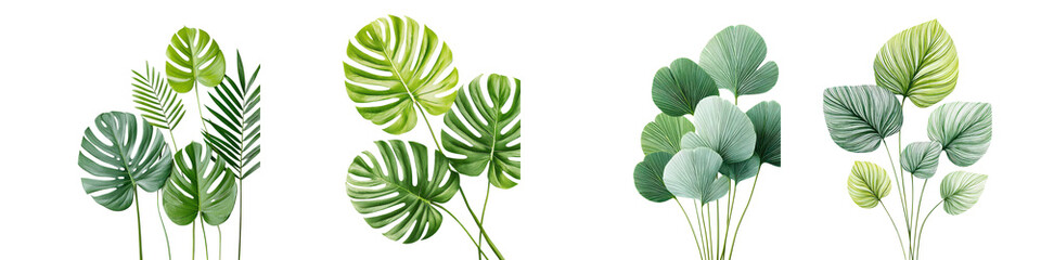 Lush tropical foliage with diverse green leaves