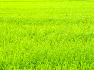 Rice field green plantation with the wind
