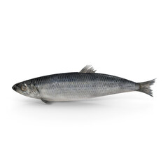 Whole Raw Herring Fish Isolated on Transparent Background