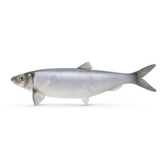 Fresh Whole Sardine Fish Isolated on Transparent Background