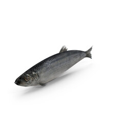 Whole Raw Herring Fish Isolated on Transparent Background