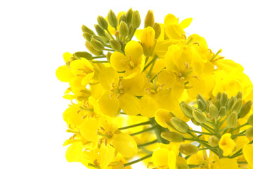 Fototapeta premium Close-Up of Yellow Rapeseed Flowers Isolated on White Background