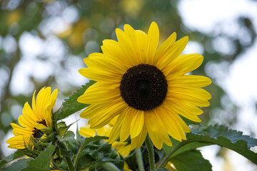 Obraz premium A stunning yellow sunflower in full bloom against a blurred green background
