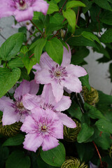 아름다운 야생화