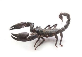 Emperor Scorpion, Pandinus imperator, 1 year old, in front of white background