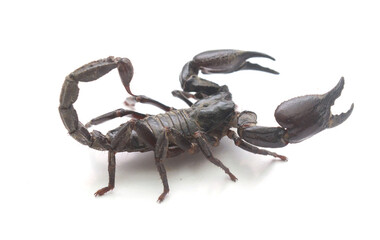 Scorpion ready to fight on white background