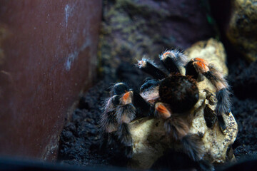 The small spiders