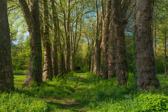 View of the spring forest near the commune of Azay-le-Rideau on a sunny day, Indre et Loire, France