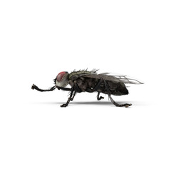 Common House Fly Insect Isolated on Transparent Background