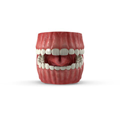 Human Gums with Teeth and Tongue Anatomical Model Isolated on Transparent Background