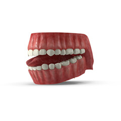 Human Gums with Teeth and Tongue Anatomical Model Isolated on Transparent Background