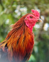 rooster in the farm
