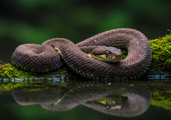 Obraz premium Water Moccasin (Cottonmouth) gliding over swamp water 