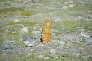 Himalayan Marmots (Marmota Himalayana) found in Himalayas
