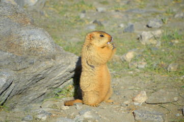 Himalayan Marmots (Marmota Himalayana) found in Himalayas