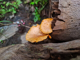 mushroom on dead hardwood tree trunk
