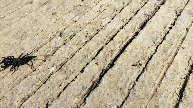 Footage of a giant vinegaroon (Mastigoproctus giganteus) walking on a concrete road. Selective focus.
