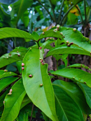 bacterial infection of the plant