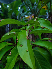 Fototapeta premium dark green leaves with lump