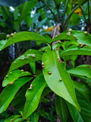 gall mites on green leaves on a tree