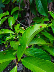 abnormal growth of plant with symptoms in the form of lumps on the leaves