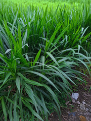 a bunch of elephant grass for animal feed