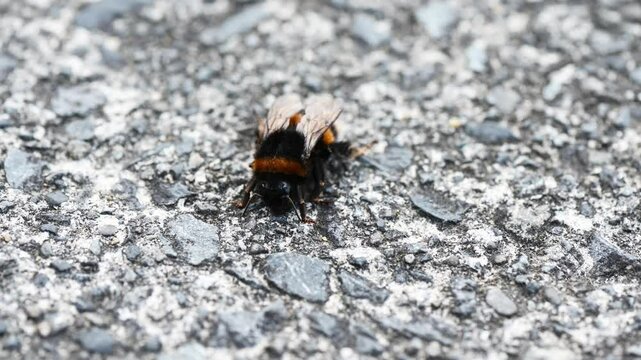 Bumblebee on asphalt