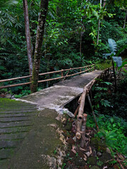 Fototapeta premium wooden bridge in the forest