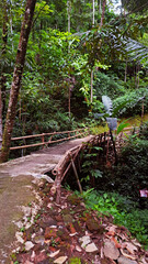 old bridge in the forest illuminated by direct light from the sun