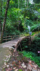 old wooden bridge in forest 