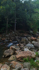 river in the rain forest