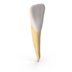 Realistic Human Tooth Model Isolated on Transparent Background