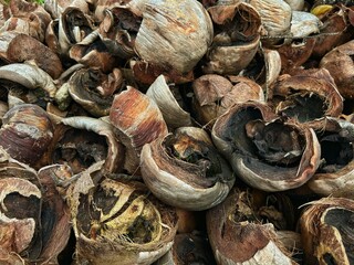 A pile of old, dried coconut shells beginning to decay, showcasing rich organic colors and natural...
