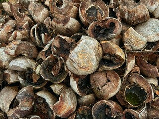 A pile of old, dried coconut shells beginning to decay, showcasing rich organic colors and natural textures. This image highlights the rustic beauty of natural materials in their raw state.