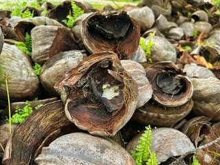 A pile of old, dried coconut shells beginning to decay, showcasing rich organic colors and natural...