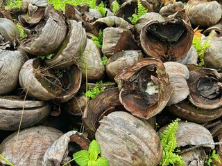 A pile of old, dried coconut shells beginning to decay, showcasing rich organic colors and natural textures. This image highlights the rustic beauty of natural materials in their raw state.