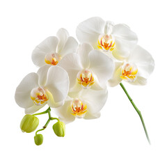 Delicate White Orchid Blooms in Gentle Light