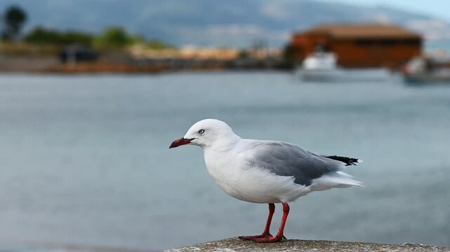 Seagulls in Wellington, New Zealand