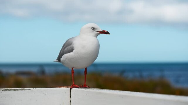 Seagulls in Wellington, New Zealand