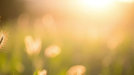 Golden hour grass backlit by sun, blurry background. Perfect for nature, summer, and serenity themes. - Powered by Adobe