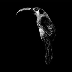Fototapeta premium Emerald Toucanet hand drawing vector isolated on black background.