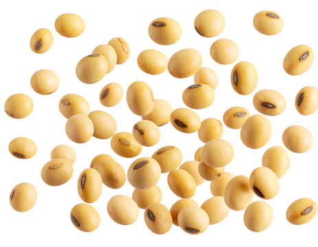 Scattered Falling Soybean Seeds with Natural Texture, Isolated PNG