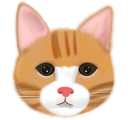 240615_고양이 얼굴