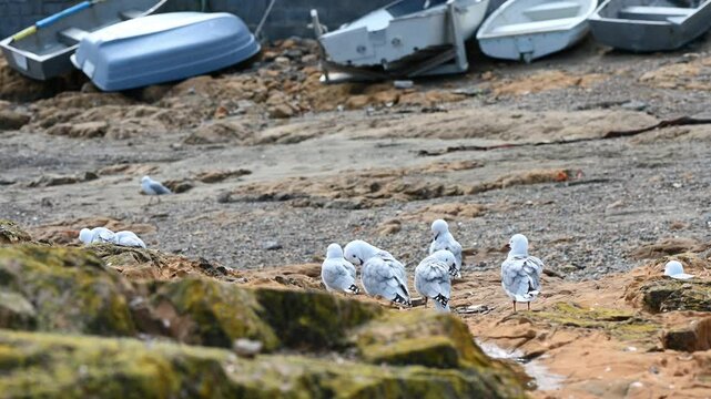 Seagulls in Wellington, New Zealand